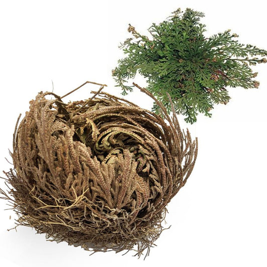 Rosa de Jericó Natural – Planta de la Resurrección y la Abundancia